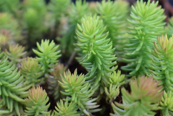 Skab et grønt paradis med et smukt sedumtag